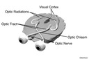 2-7 Visual Pathway from the optic nerve to the visual cortex
